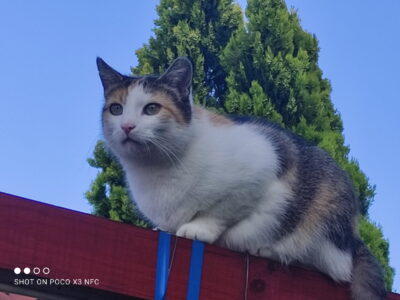 ZAGINĘŁA KOTKA! Nagroda dla znalazcy!