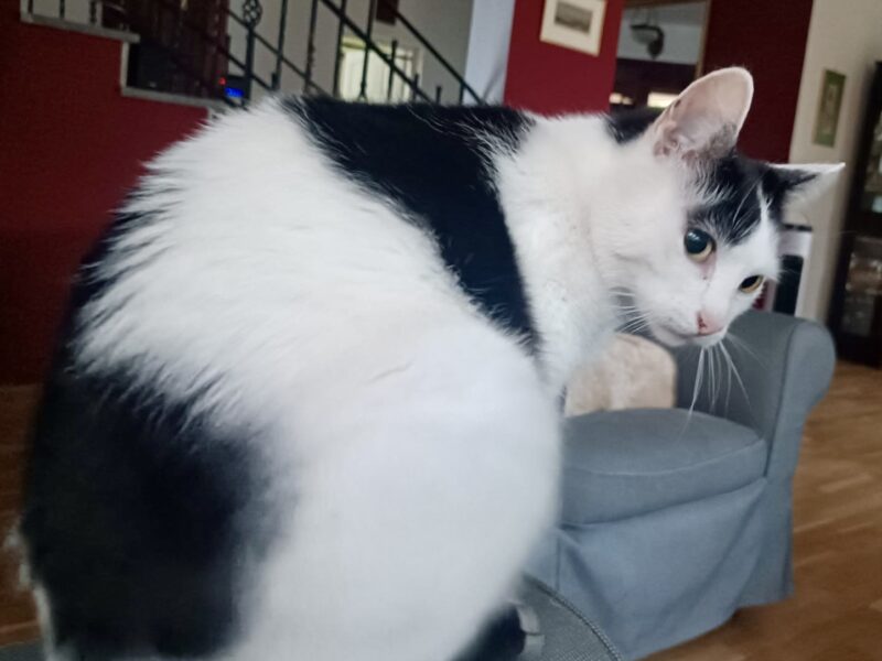 Zaginęła kotka Funia