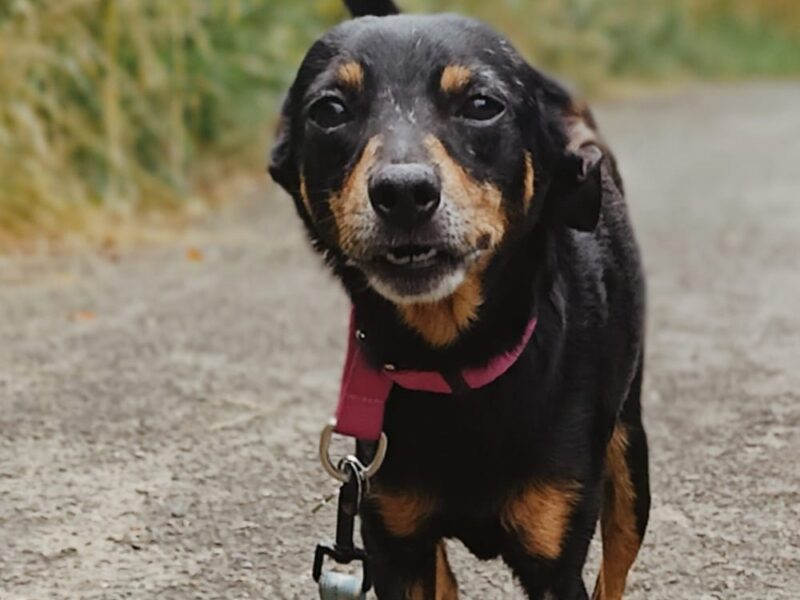 Zaginął piesek Fibi