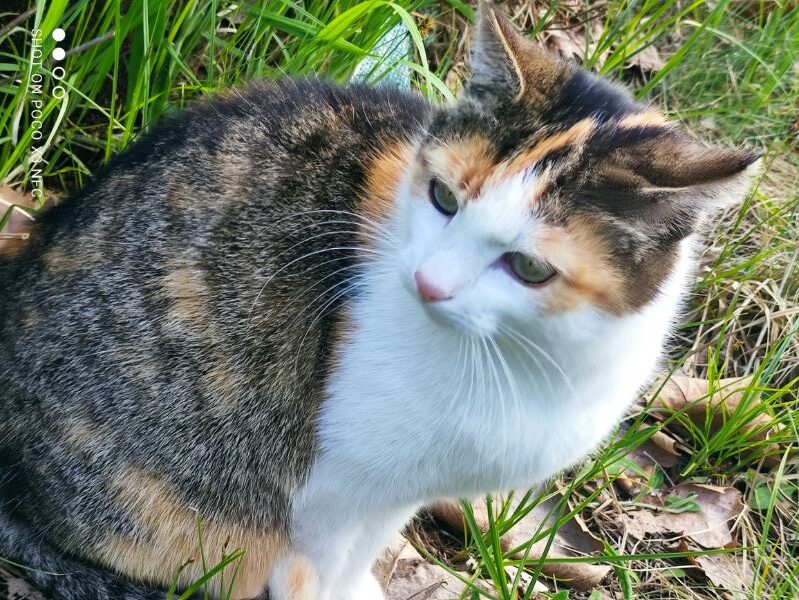 ZAGINĘŁA KOTKA! Nagroda dla znalazcy!