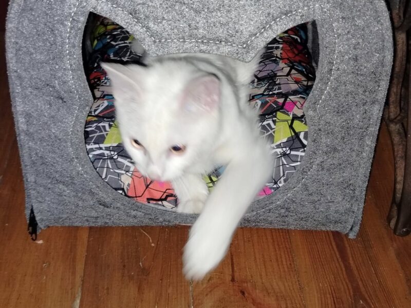 Zaginęła kotka Yennefer