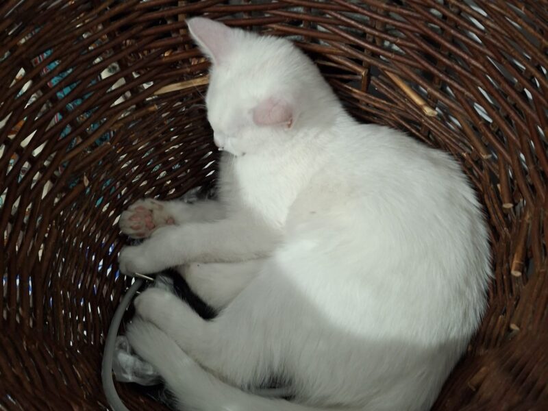 Zaginęła kotka Yennefer