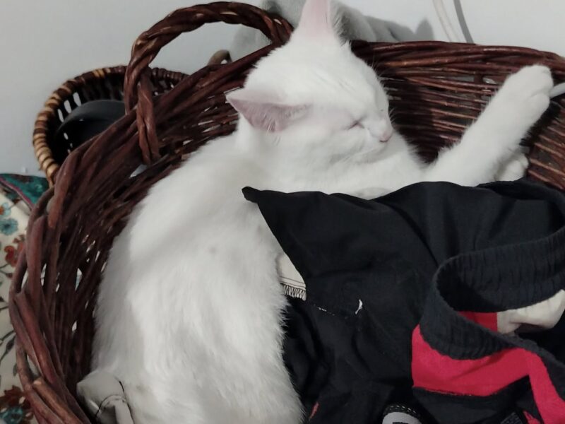 Zaginęła kotka Yennefer