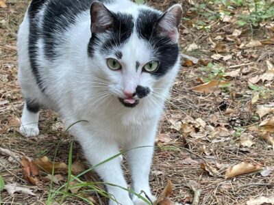 Zaginął kot Rafaello