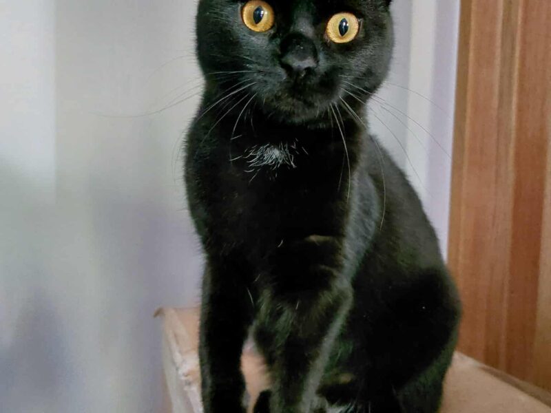 Zaginęła kotka Mewcia