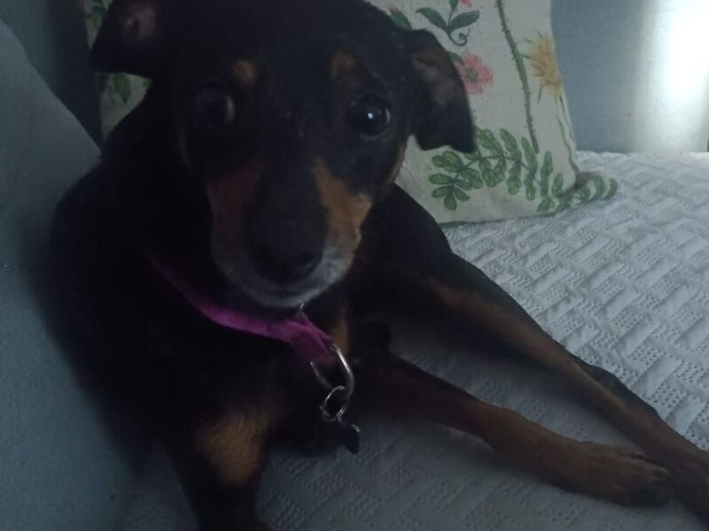 Zaginął piesek Fibi