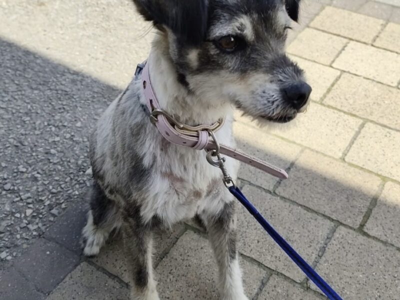 Porąbka Zaginęła sunia Daisy