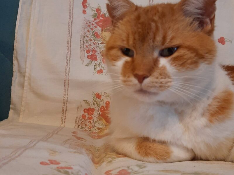 Zaginął kot Rudaszek