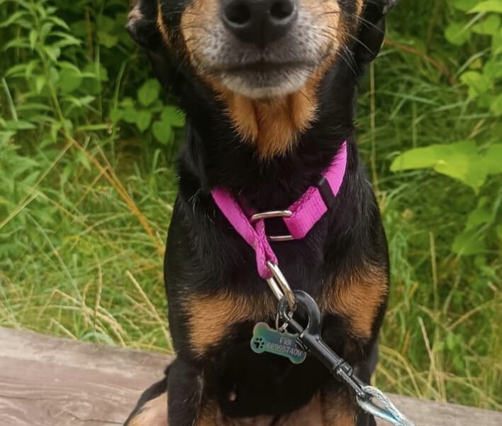 Zaginął piesek Fibi