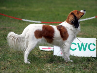 ZAGINĄŁ PŁOCHACZ HOLENDERSKI - KOOIKERHONDJE