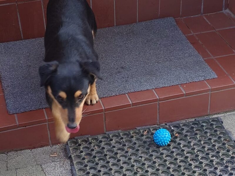 Zaginął kundelek Benio