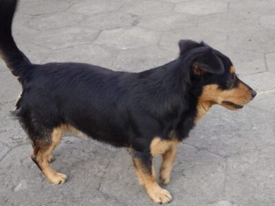 Zaginął kundelek Benio