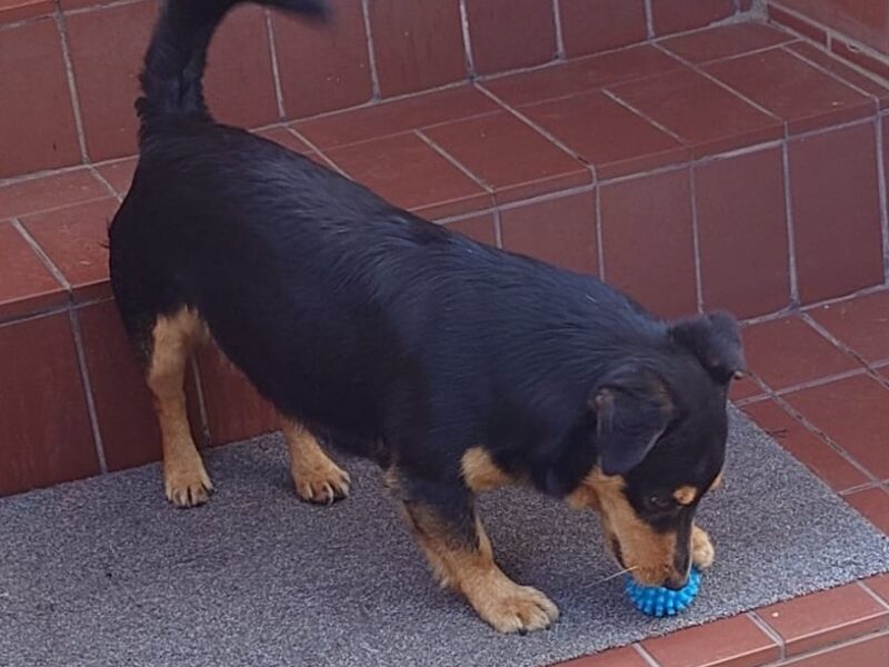 Zaginął kundelek Benio