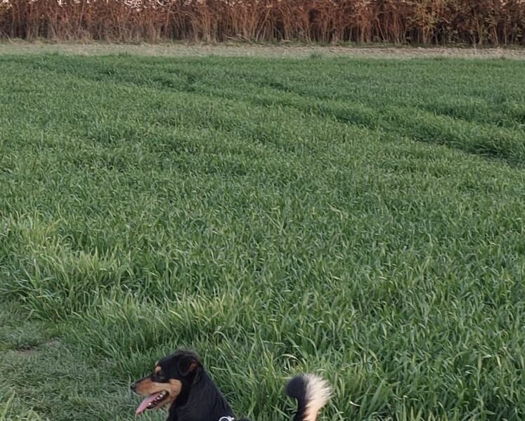 Zaginął kundelek Benio