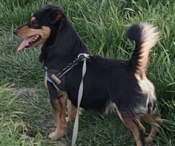 Zaginął kundelek Benio