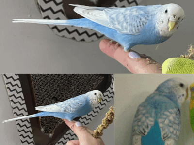 ZAGINĘŁA PAPUGA FALISTA – KRAKÓW - Krowodrza (ul. Wrocławska)