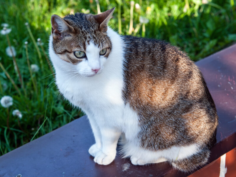 Zaginął kot Warszawa Wawer
