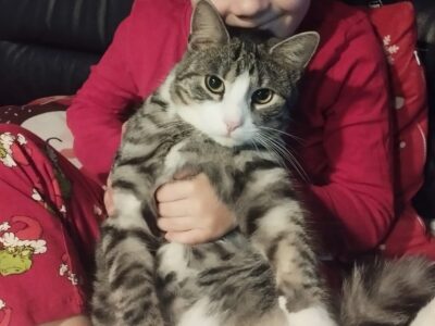 Zaginął kotek Nunuś