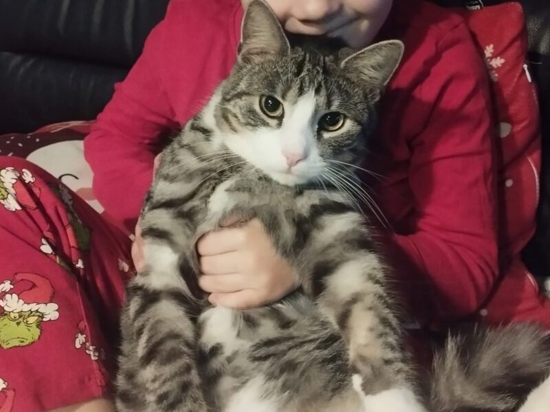 Zaginął kotek Nunuś