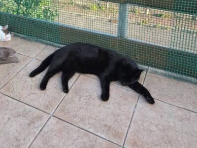 Zaginął Kot Alfred