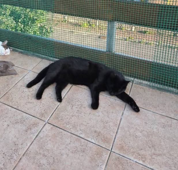 Zaginął Kot Alfred