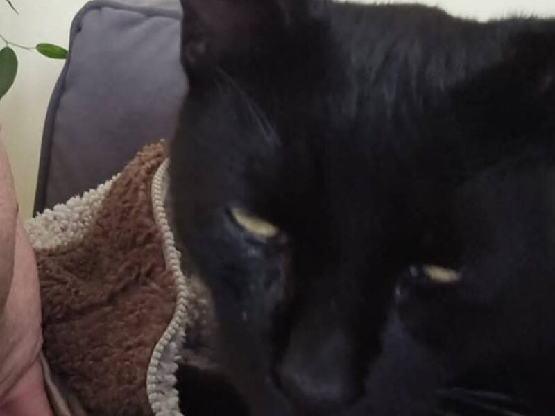 Zaginął Kot Alfred