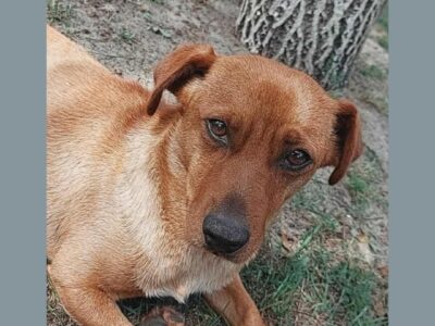 Zaginął piesek Reksiu