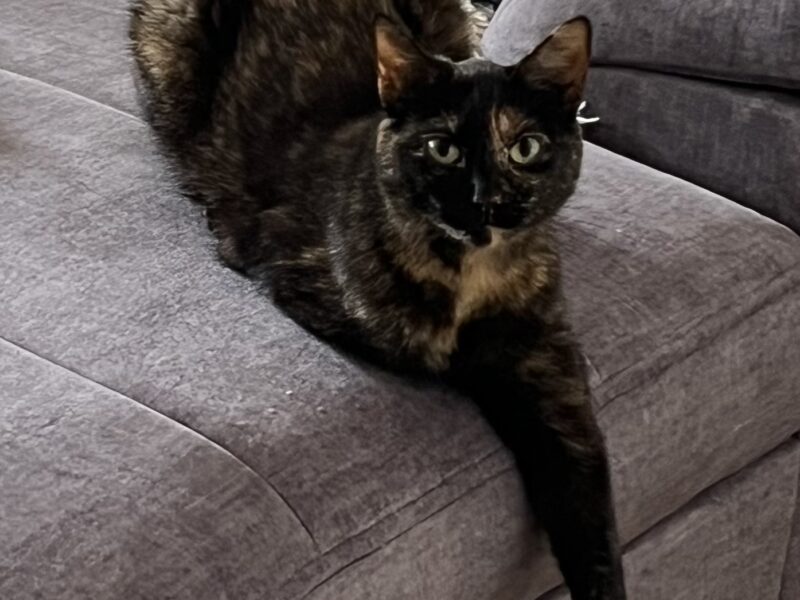 Zaginęła kotka Gdańsk ul. Nieborowska