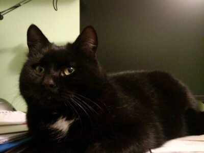 Zaginął kot Groszek