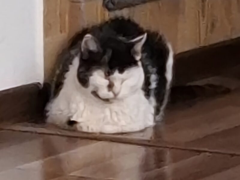 Zaginęła niewidoma koteczka Misia