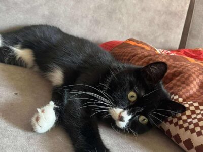 Zaginęła kotka Sasza