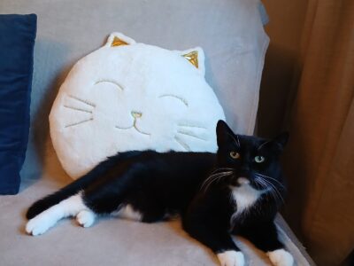 Zaginęła kotka Bydgoszcz osiedle Błonie