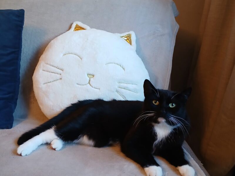 Zaginęła kotka Bydgoszcz osiedle Błonie