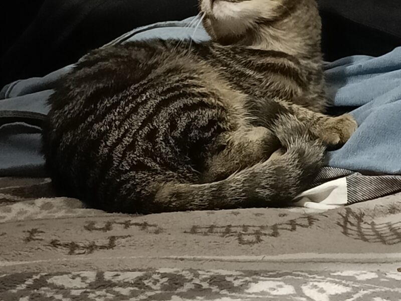 Zaginął Kot (Smolec / ul. Leszczynowa) [przewidziana nagroda]