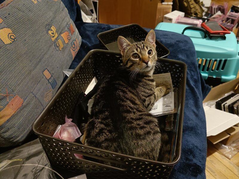 Zaginął Kot (Smolec / ul. Leszczynowa) [przewidziana nagroda]