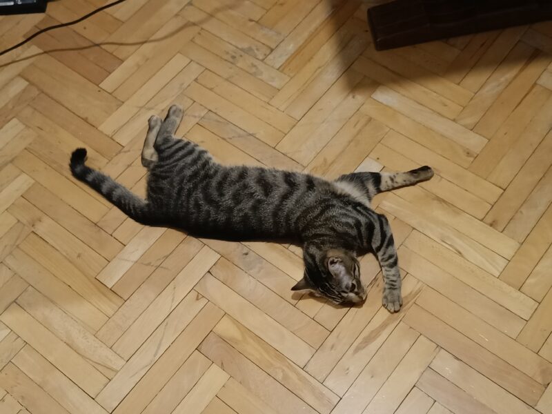 Zaginął Kot (Smolec / ul. Leszczynowa) [przewidziana nagroda]