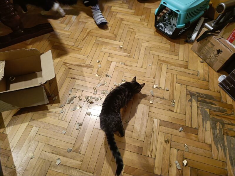 Zaginął Kot (Smolec / ul. Leszczynowa) [przewidziana nagroda]