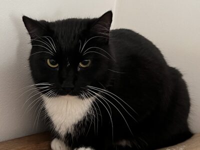 Zaginął kotek Bonifacy