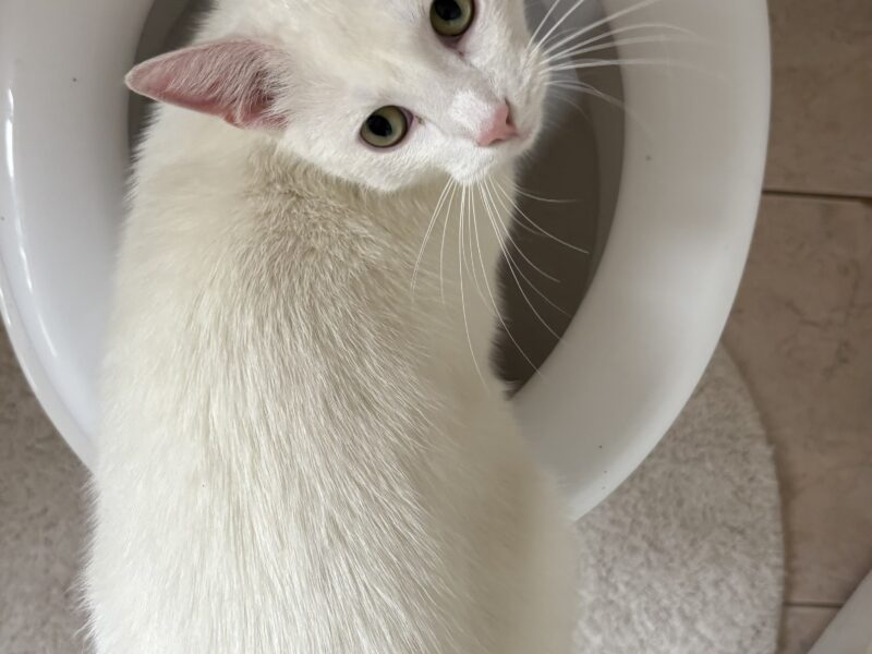 Zaginął kocurek Koko