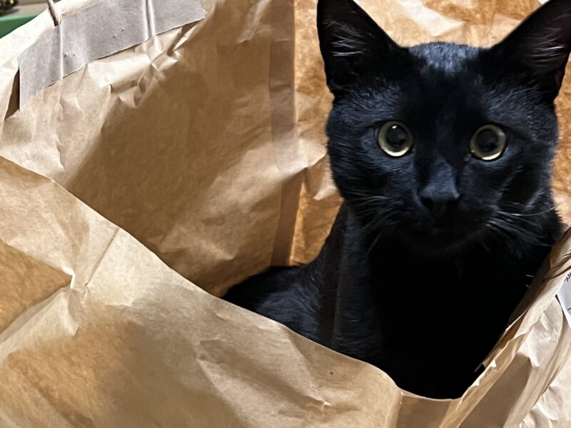 Zaginął Czarny Kotek