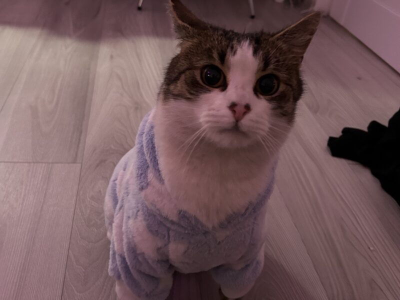 Zaginęła Kotka Mia