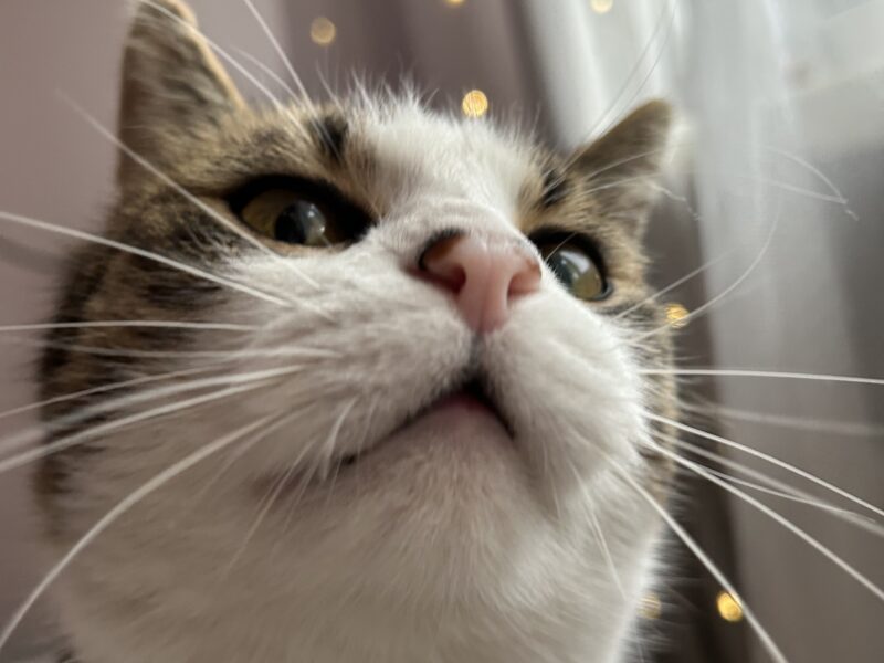 Zaginęła Kotka Mia