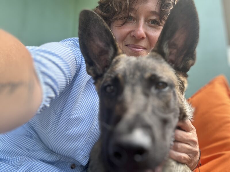 Zaginął Owczarek Belgijski