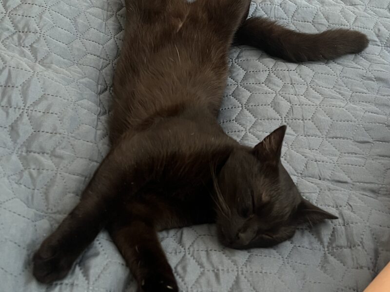 Zaginął Czarny Kotek