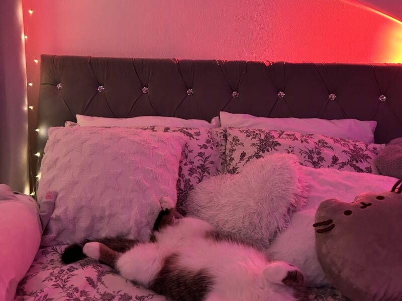 Zaginęła Kotka Mia