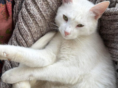 Zaginął kocurek Koko