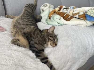 Zaginął kotek Franek