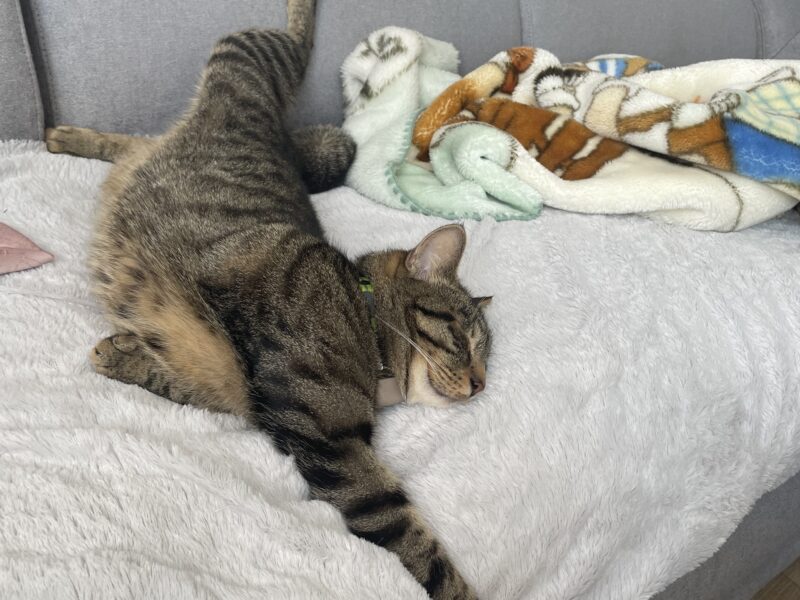 Zaginął kotek Franek