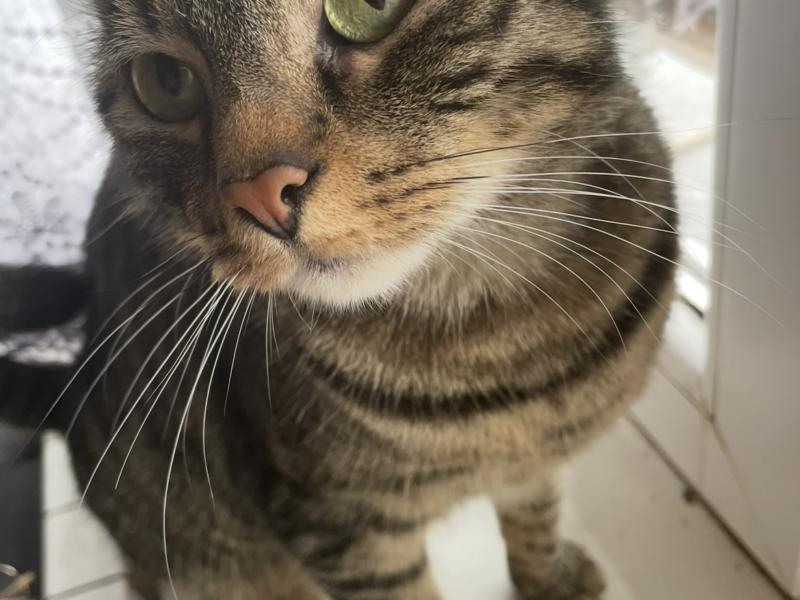 Zaginął kotek Franek