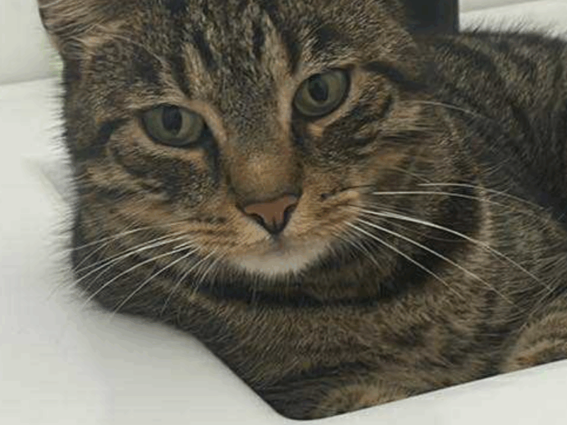 Zaginął kotek Franek